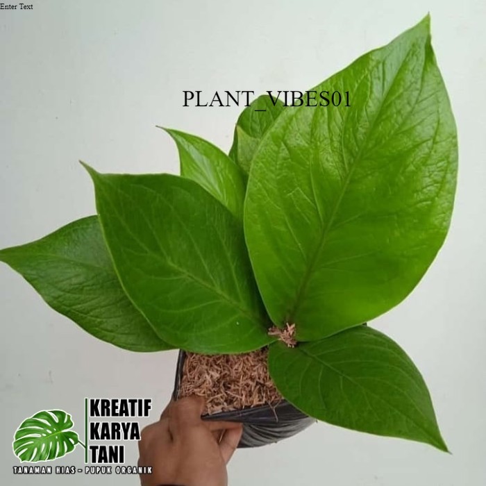 Anthurium jemani cobra catalog - Real pic ukuran besar