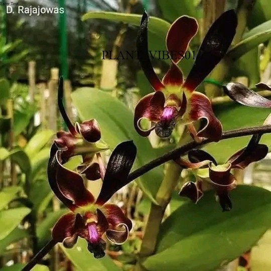 anggrek dendrobium kriting rajajowas remaja