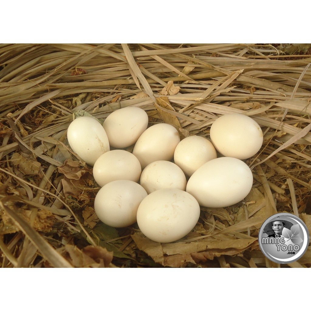 Telur Ayam Peru Black Knight Daging hitam ory Pruvian Black Knight