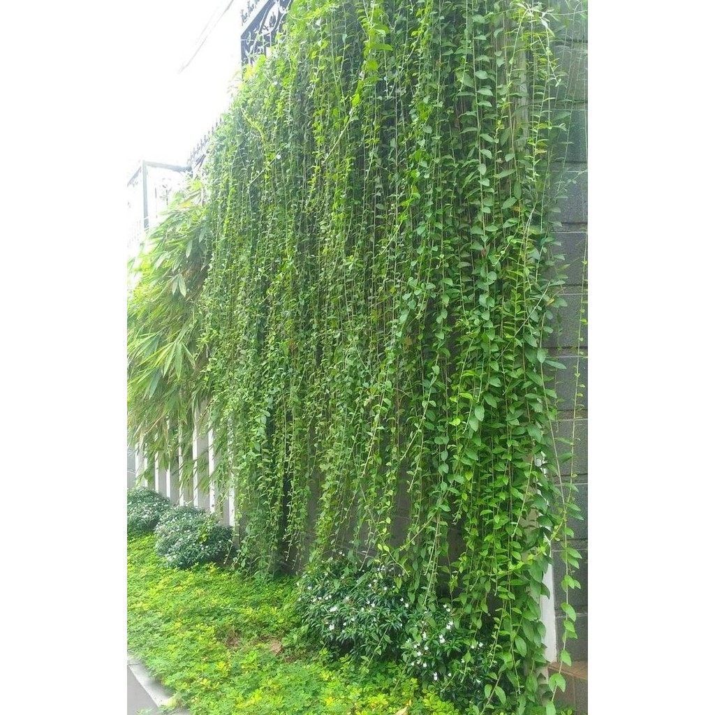 Tanaman Hias Rambat Lee Kwan Yew 1 meter