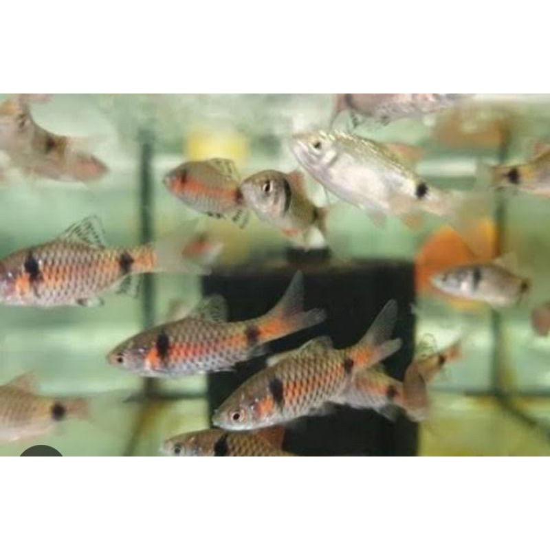 hiasan akuarium odessa barb