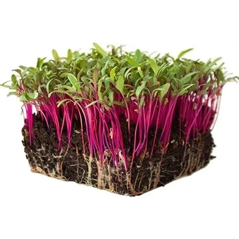 Benih Beet Microgreen