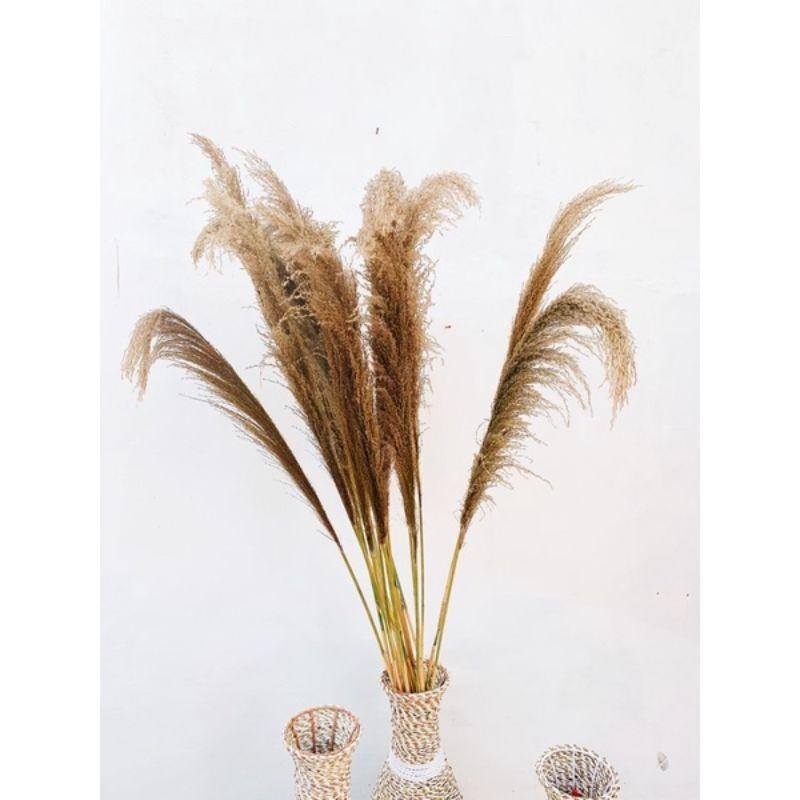 Pampas Bulu / Bunga Pampas / Bunga Kering