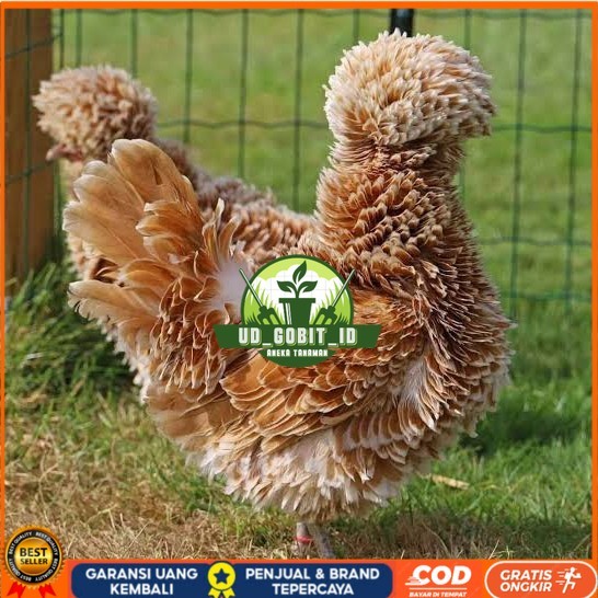 

Telur ayam poland / telur ayam hias / telur fertil siap kirim UD_GOBIT_ID