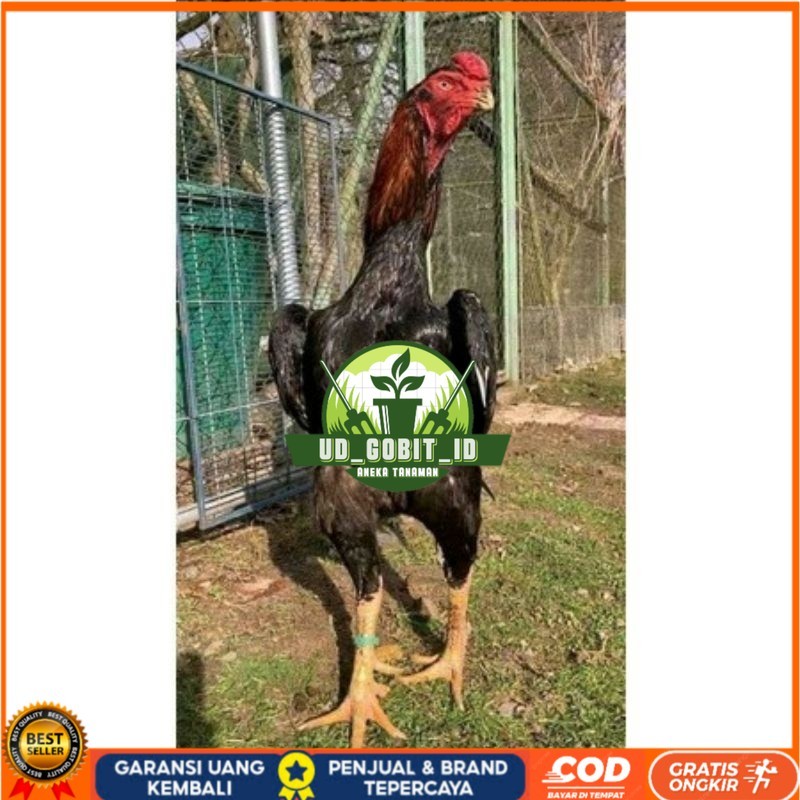 

TELUR AYAM RAINBOW UNTUK DI TETASKAN UD_GOBIT_ID