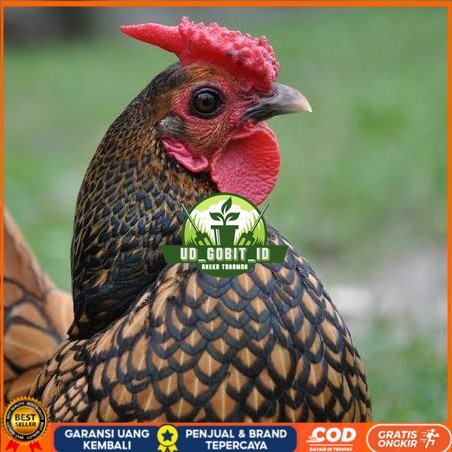 

Telur ayam serama kate batik kanada telur ayam hias fertil siap tetas UD_GOBIT_ID