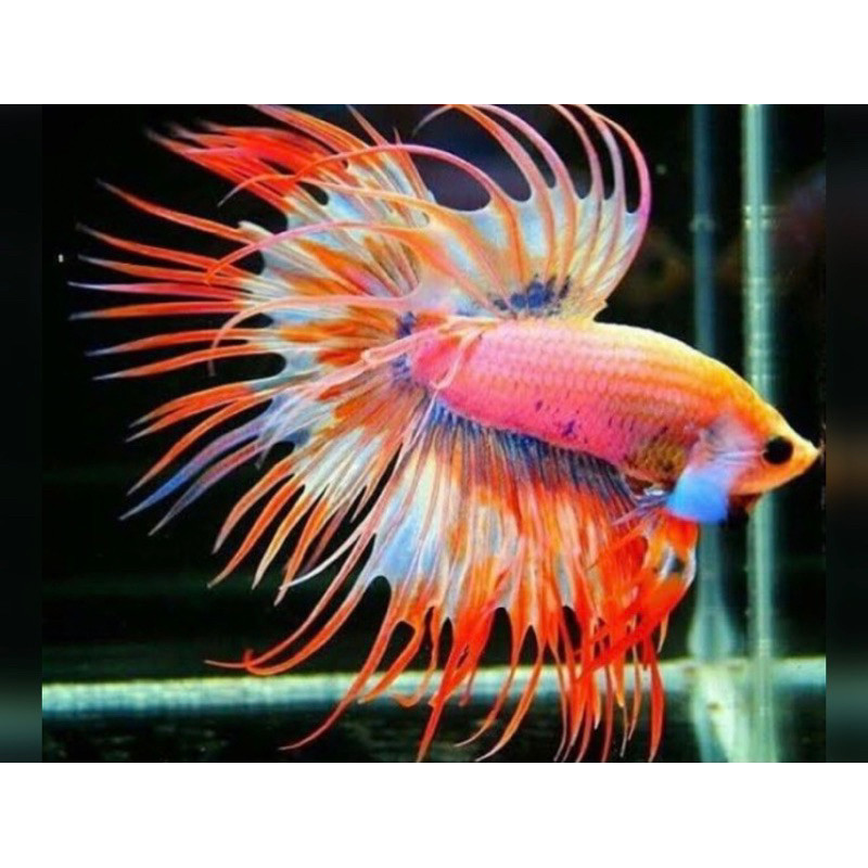 

stiker anomali cupang crowtail terbaik, istimewa, ekor lancip