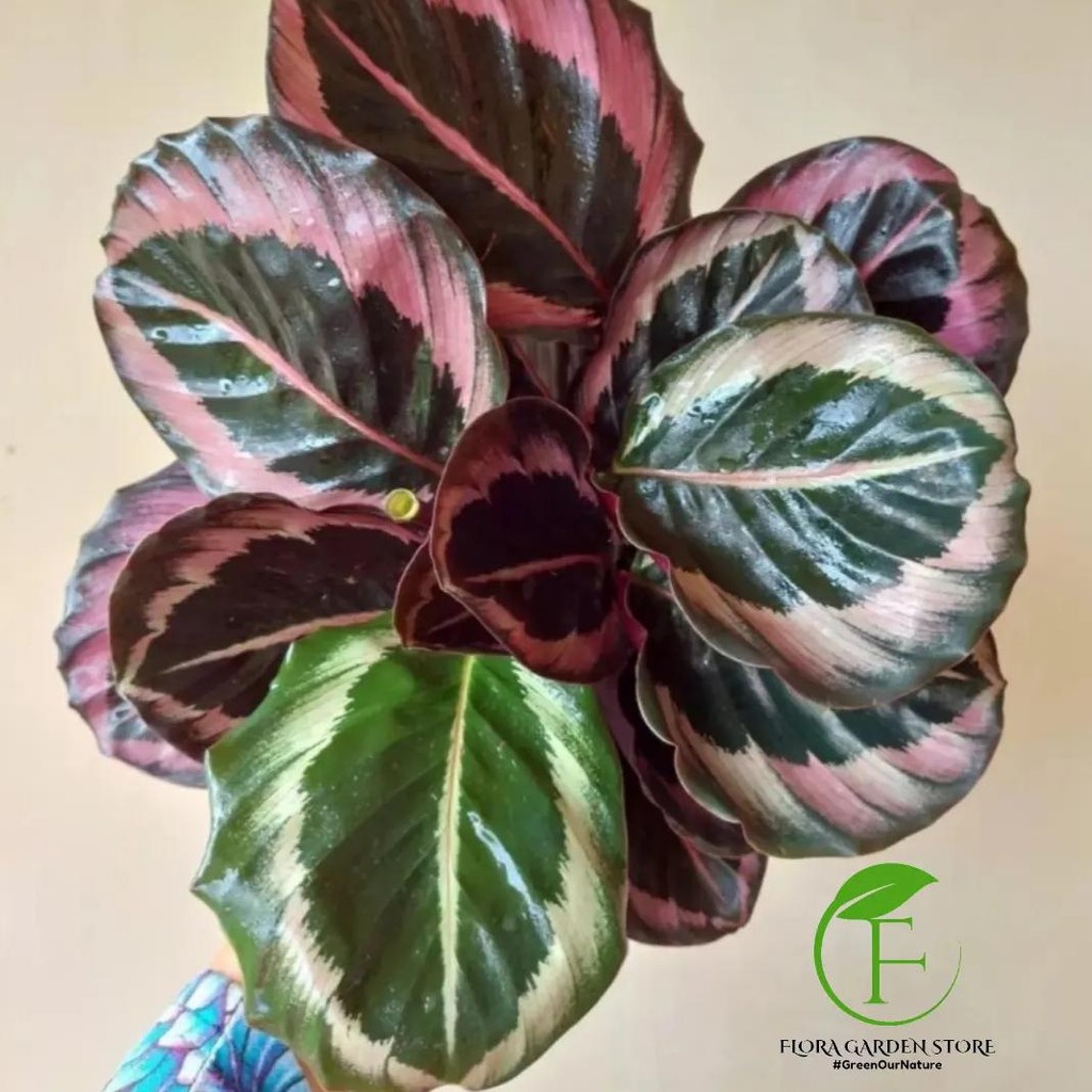 Tanaman hias calathea pink jesyy - calathea pink jesyy - calathea