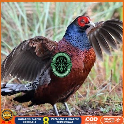 

Telur ayam hias ringneck hume's pheasant fertil siap ditetaskan UD_SUPER_UNGGUL_ID