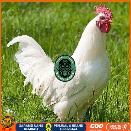 

Telur ayam leghorn white / telur ayam hias / telur fertil siap cod UD_SUPER_UNGGUL_ID