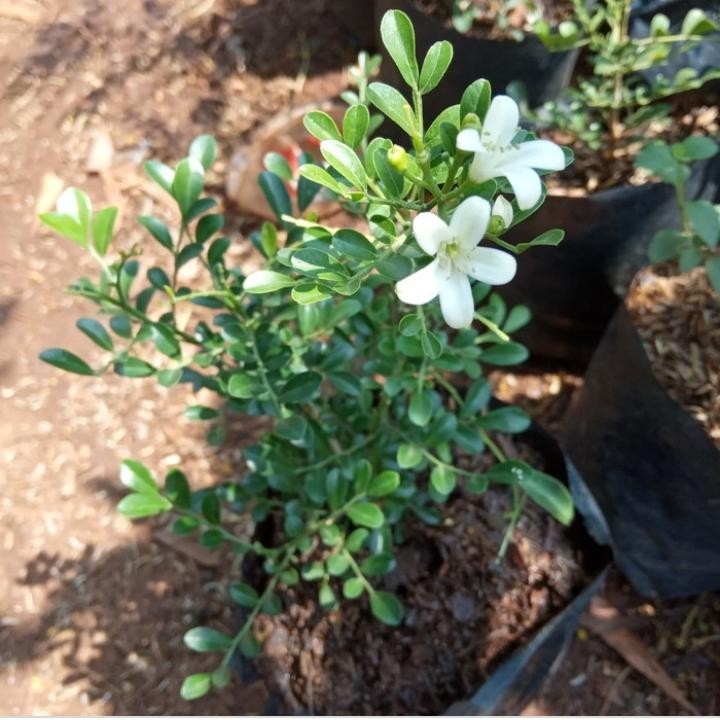 Tanaman hias kemuning mini/Kemuning Jepang