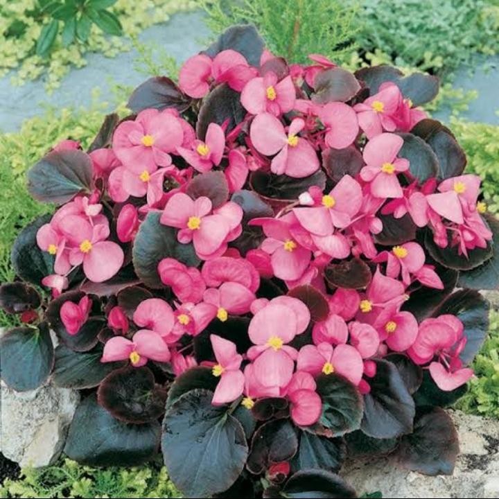 Tanaman hias gantung begonia bunga pink - begonia bunga - begonia daun