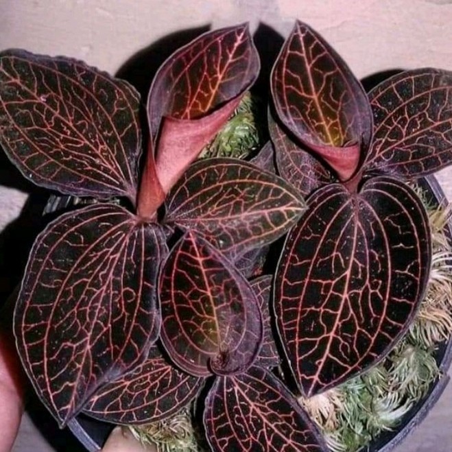 jewel orchid anoectochilus setaceus(ki aksara merah)