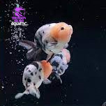 Jual IKAN SAPI AIR COW 7-9 cm MAS KOKI GOLDFISH RANCHU