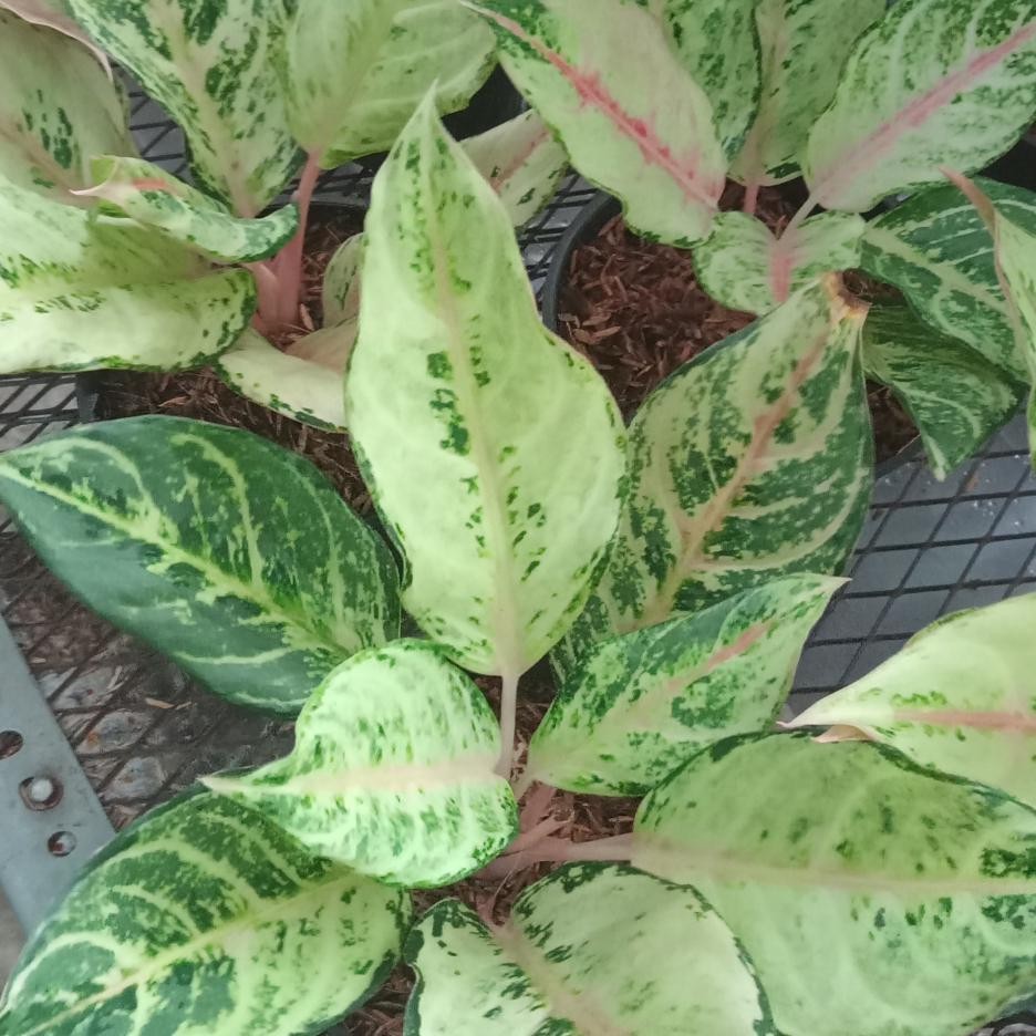 Tanaman hias Aglonema Frozen gold - Aglonema Frozen gold