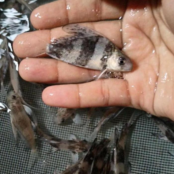 chf chinese high fin tankmate