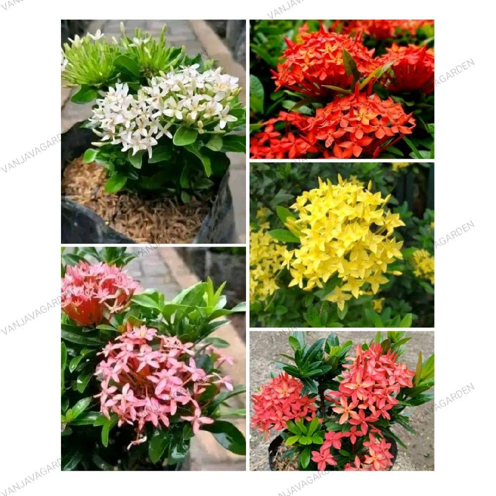 Paket 5 Bunga Asoka/Asoka Merah/Asoka Kuning/Asoka Pink/Asoka Orange/Asoka Putih