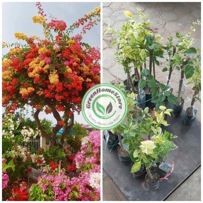 1 KG Benih Bougenville Asli Tanaman Hias Bugenvil Bunga Kertas Warna Warni Cantik - 30k