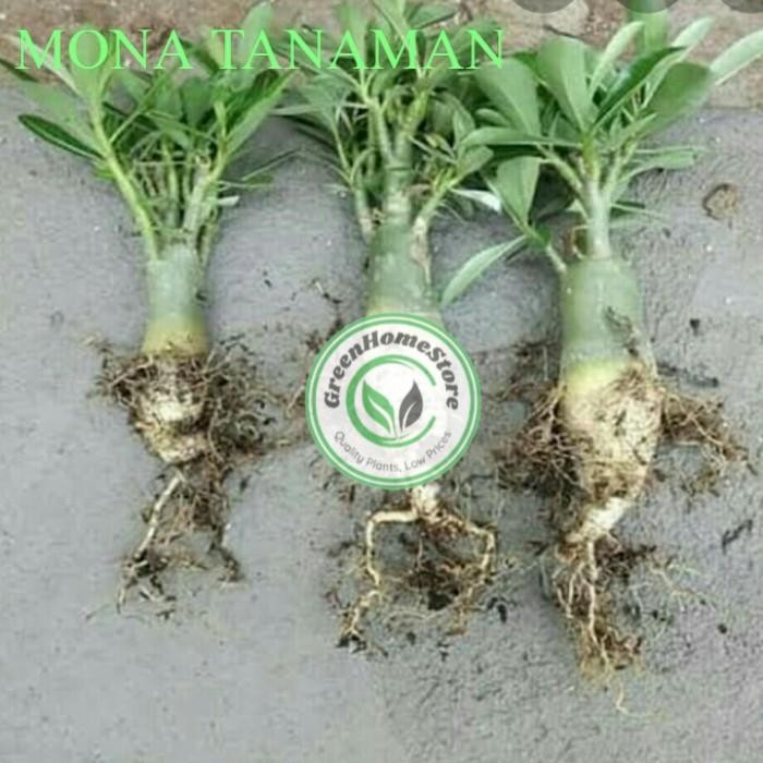 tanaman adenium bunga tumpuk cabang seribu