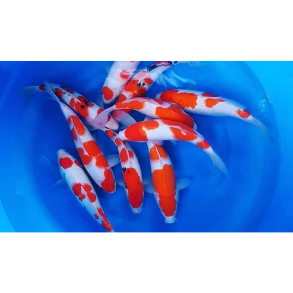 Hobi Bibit  Koi Blitar cantik Grade A harga termurah