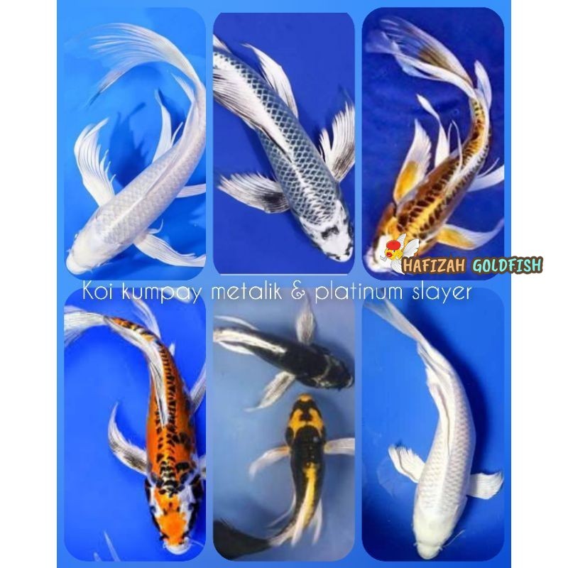 hias koi, kumpay metalik & platinum slayer ogon kabuto kohaku sanke GROSIR berkualitas