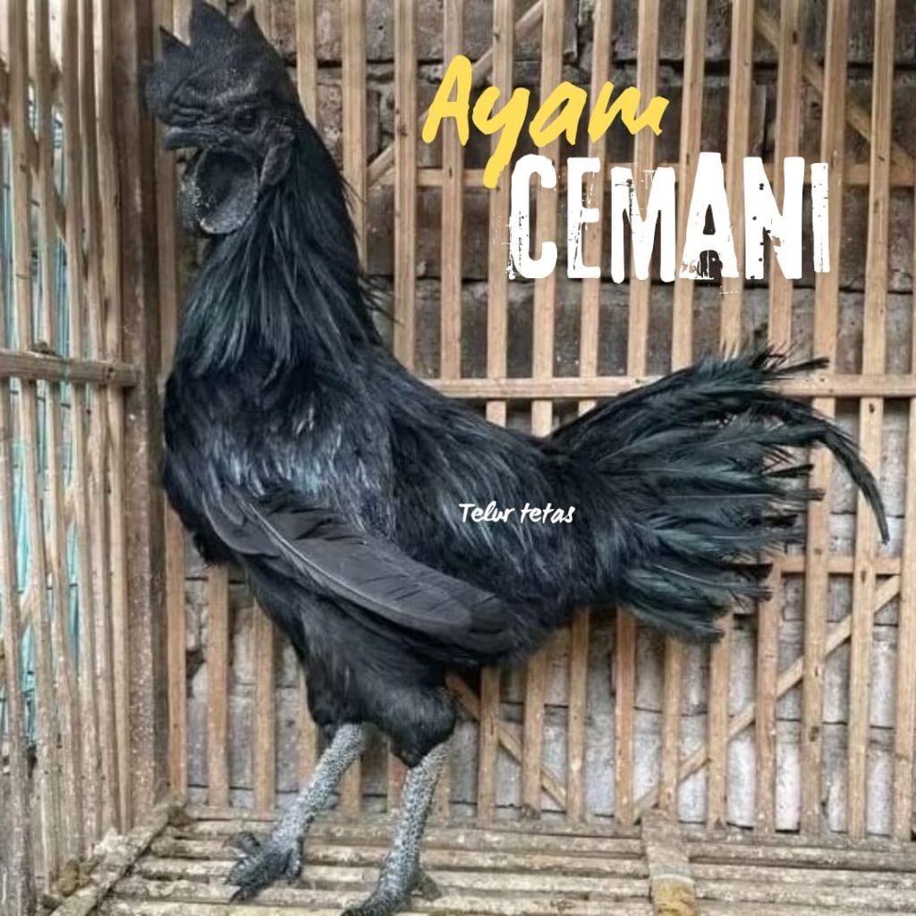 

telur ayam cemani asli full lidah hitam bisa untuk di tetaskan
