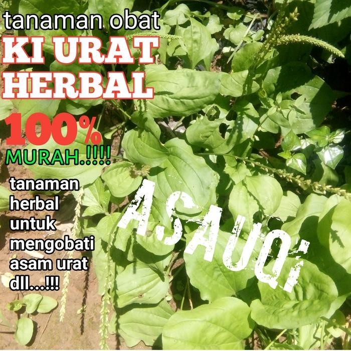 

promo JUAL KIURAT - DAUN SENDOK - ASAM URAT - OBAT DIABETES ready