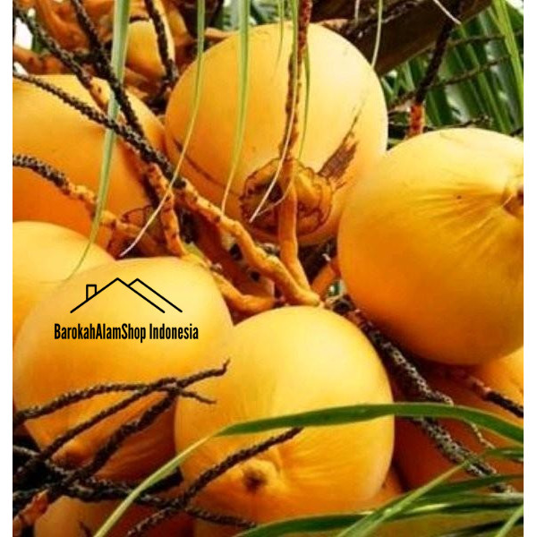 

Buah Kelapa Gading Kuning Muda Segar 1 butir Petik Kirim