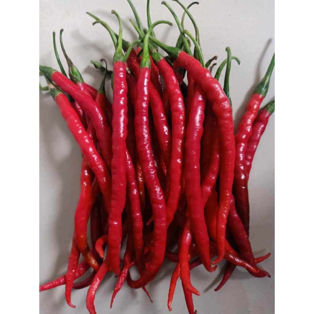 

Paket Cabe Kriting Merah Fresh Segar 1kg