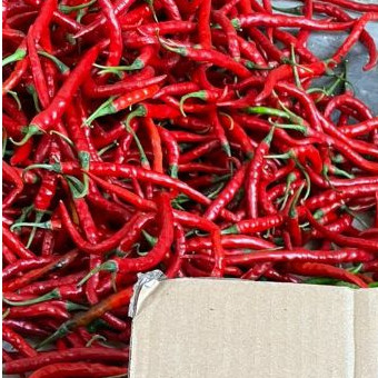 

Paket 1kg cabe merah kriting segar harga murah