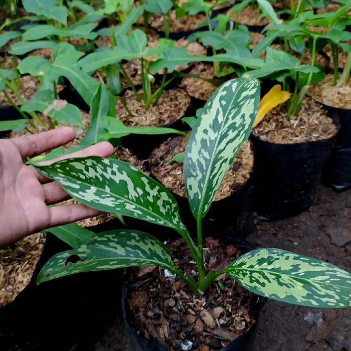 Tanaman Hias Diffenbachia Army - Blanceng Army - Murah