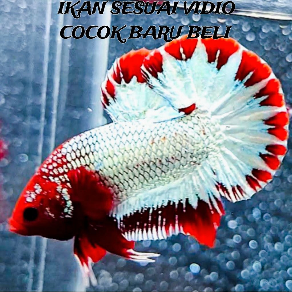 HIASAN AQUARIUM SEPASANG VVIP CUPANG RED FCCP