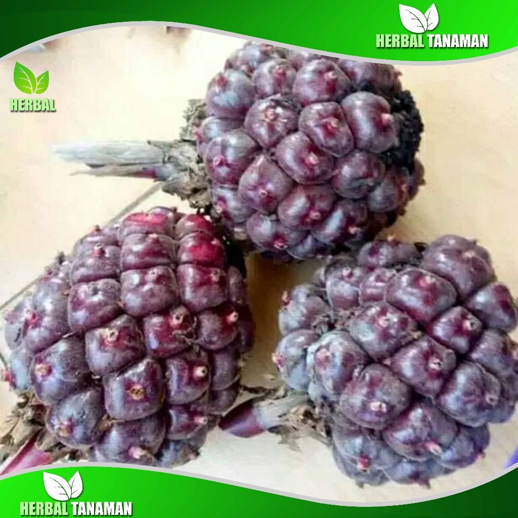 

[RS] Buah Honje Segar 1 kg - Honje Pink - Honje Laka Fresh