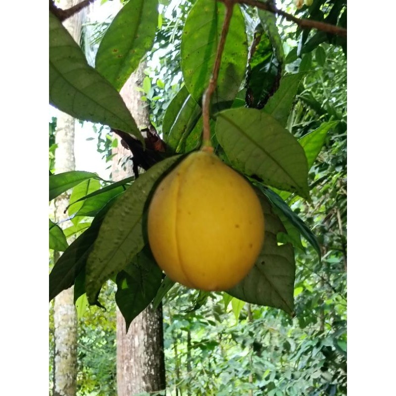 

.,.pala muda fres tanpa kupas 1kg . herbal alami dan bisa juga di buat manisan