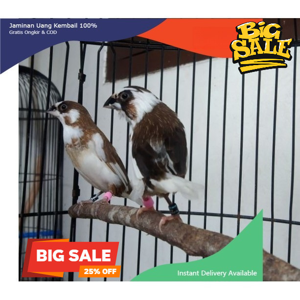 emprit jepang sepasang.