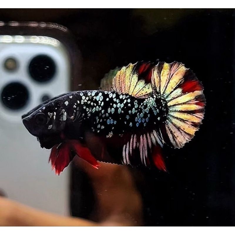 

stiker anomali Cupang black Cooper