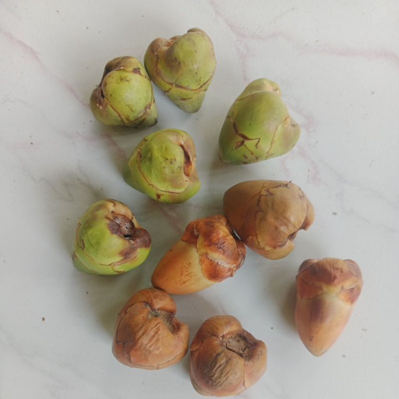 

[COD] 10 PCS BULUK/CEMBULUK/BAKAL KELAPA/KELAPA KECIL FRESH HERBAL