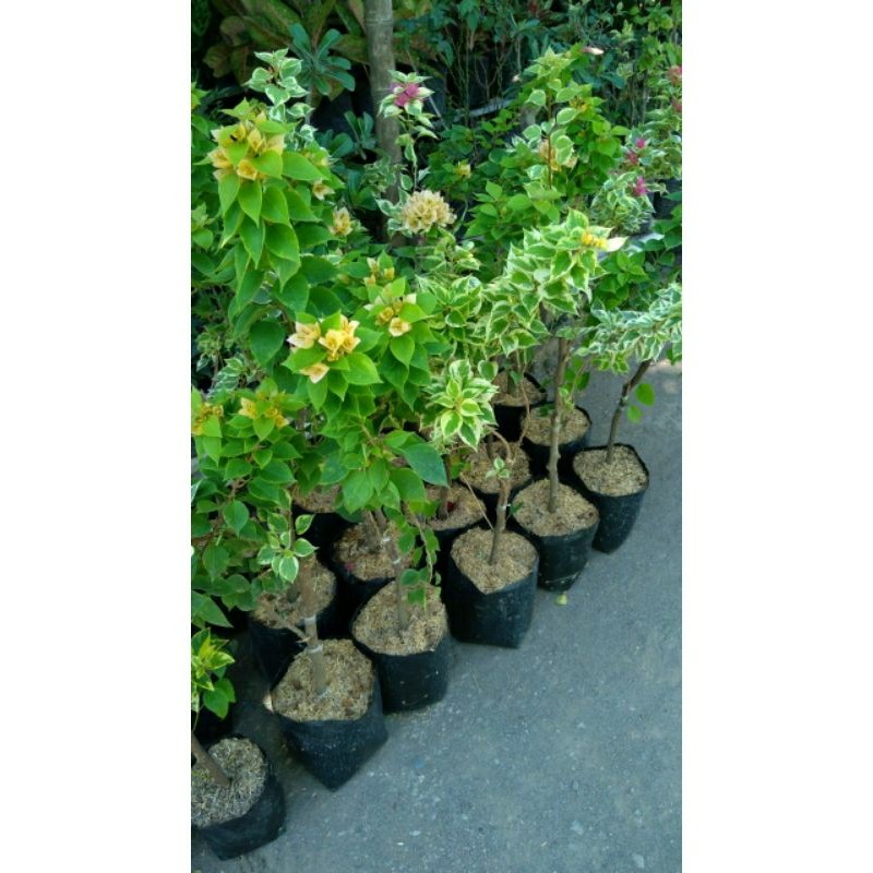 Bugenvile / Bougenville / Bunga Kertas 3 Warna