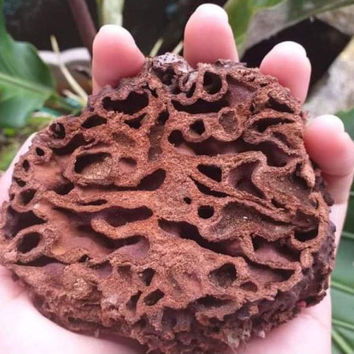 

COD Sarang semut asli papua 1 kg