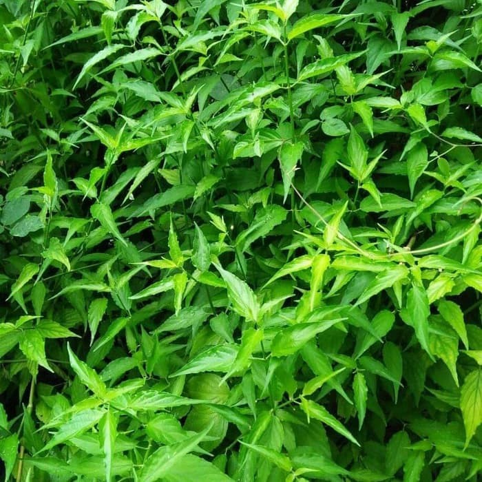 

Daun Dandang Gendis - Gendis Fresh