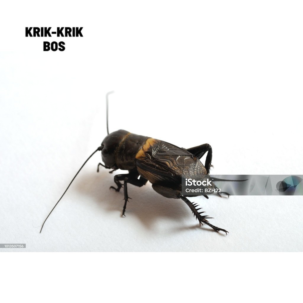 JANGKRIK ( SUPER BESAR ) jangkrik aduan/jangkrik petarung SUPER TOP SELLER SUPER