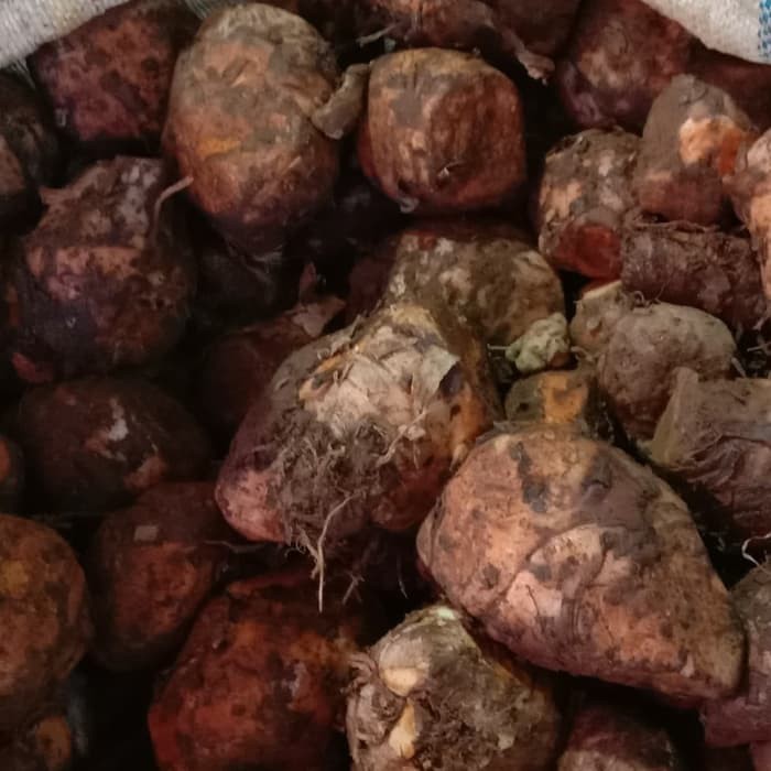 

Temulawak Fresh dan Segar 500gram