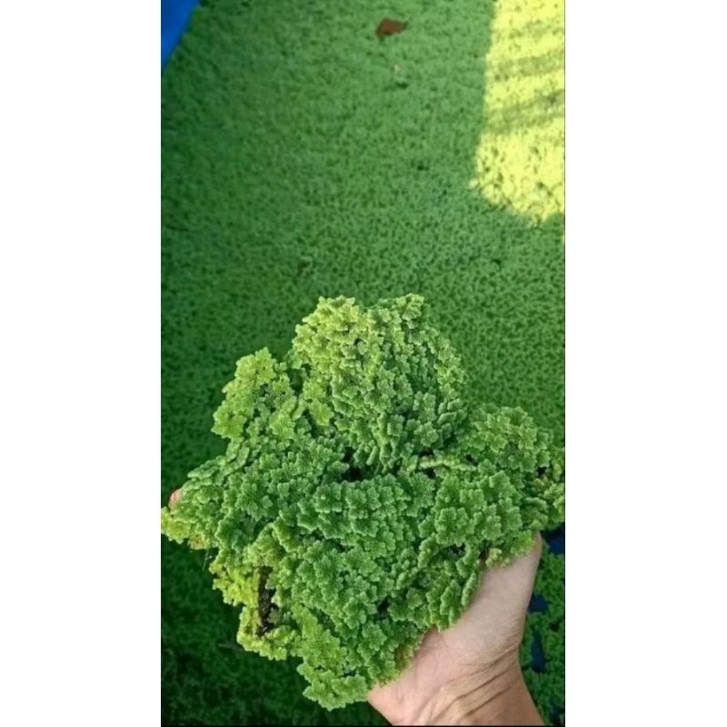 Azolla Fresh – Pakan Alami Lele, Ayam, Bebek, dan Ternak 1 Kg