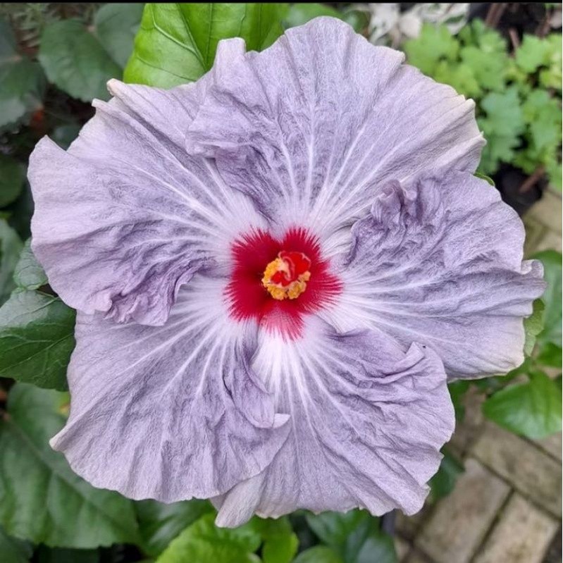 tanaman hias bunga sepatu hibiscus import