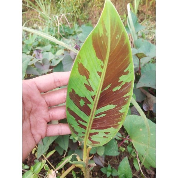 Tanaman hias Pisang varigata merah blood banana musa acuminata var zebrina