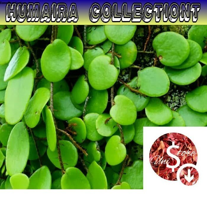 

DAUN HERBAL SISIK NAGA / PICISAN SEGAR 1KG