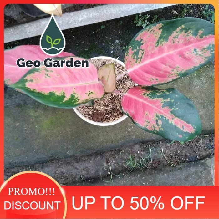 bibit tanaman hias aglaonema kocin - aglonema pocin - aglaonema red