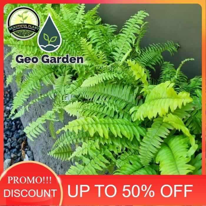 Tanaman pakis kelabang/tanaman vertical garden pakis kelabang