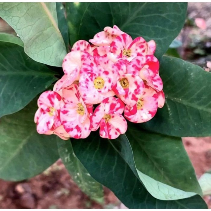 Tanaman hias euphorbia - tanaman hidup ID pink batik - E 2, EUPHORBIA Bunga hias hidup
