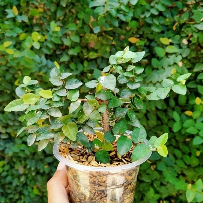 tanaman hias dollar kecil // dolar rambat mini // Ficus pumila